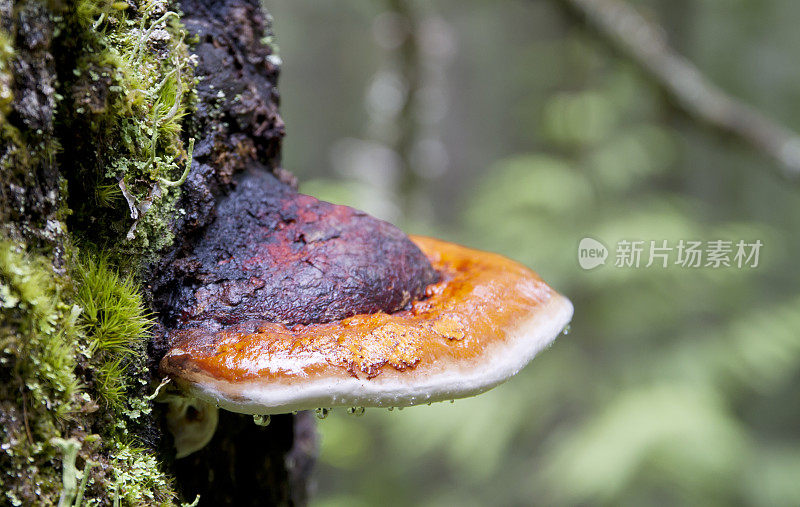 木耳(Fomitopsis pinicola)